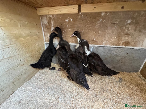 Ducks poultry - Advert 11