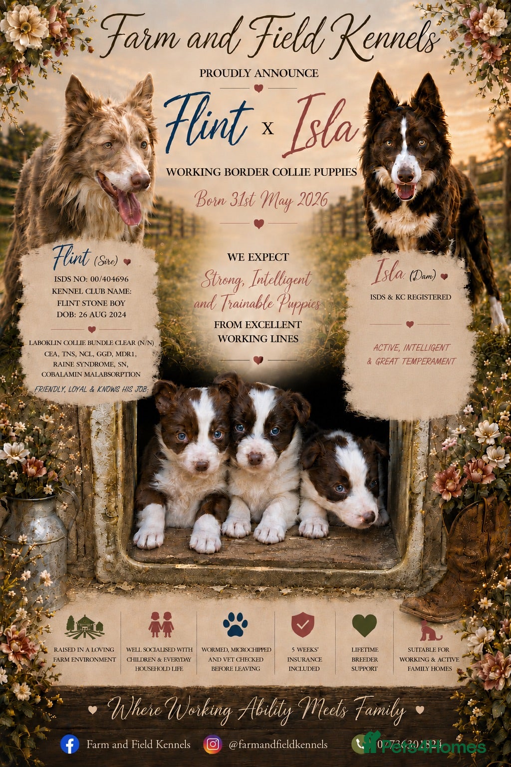 Border Collie dogs Gorgeous KC reg red and white border collies - Advert 1