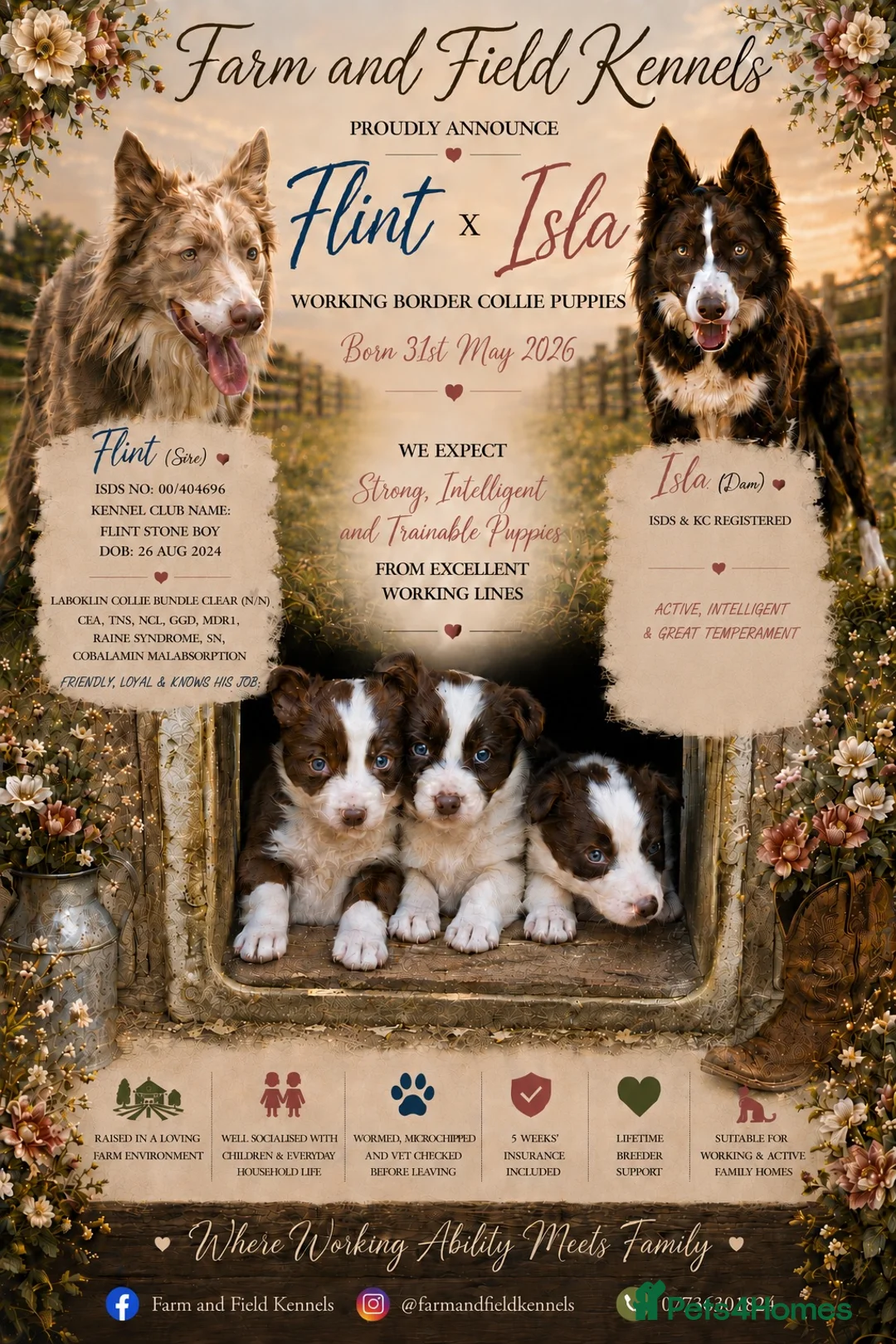 Border Collie dogs for sale: Gorgeous KC reg red and white border collies - Advert 1