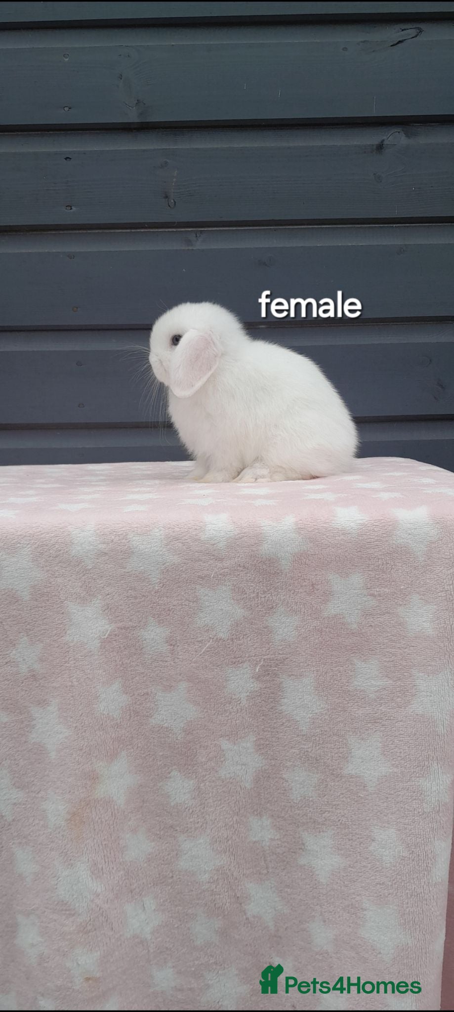 Mini Lop rabbits Purebred mini lops. Ready to leave last one - Advert 2