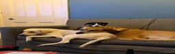 Borador dogs for stud: Borador for stud  - Advert 2