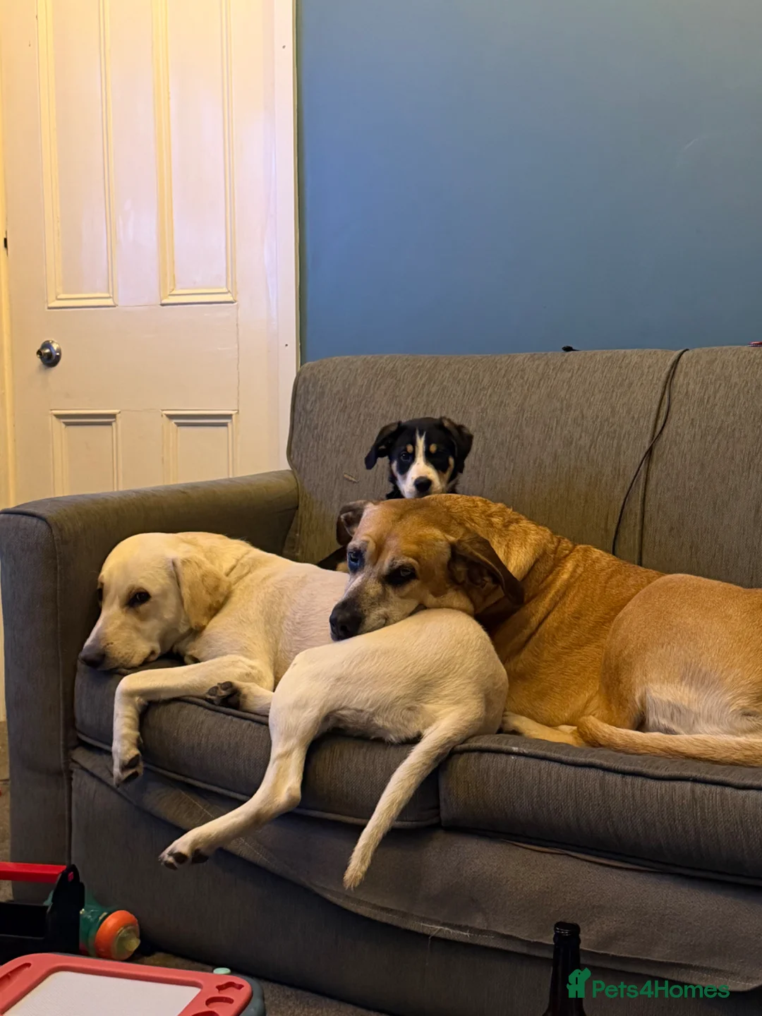 Borador dogs for stud: Borador for stud  - Advert 2