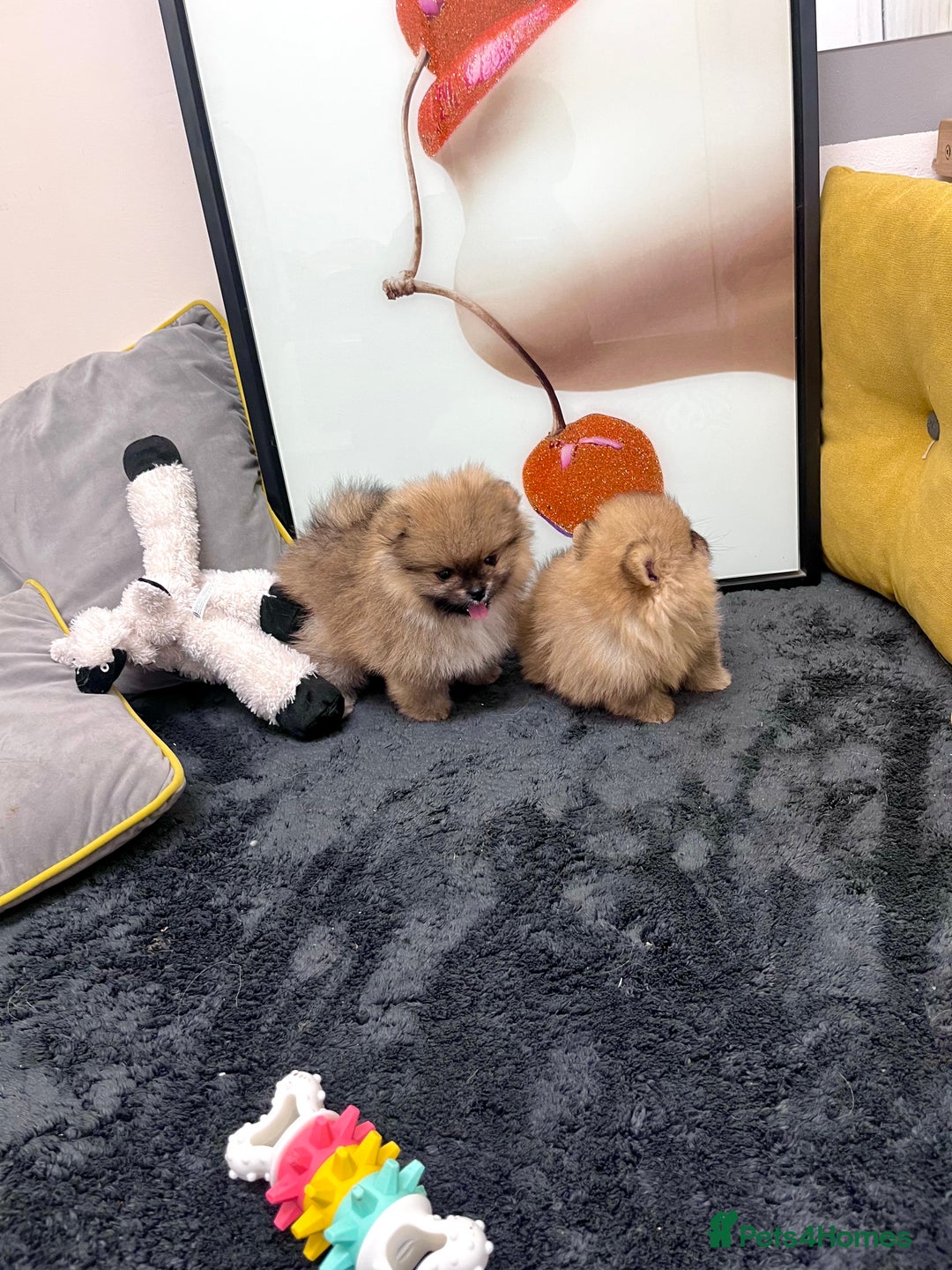 Pomeranian dogs for sale: 🔥🔝 Quality 🏆Championship 🧸Teddy Bears - Advert 14