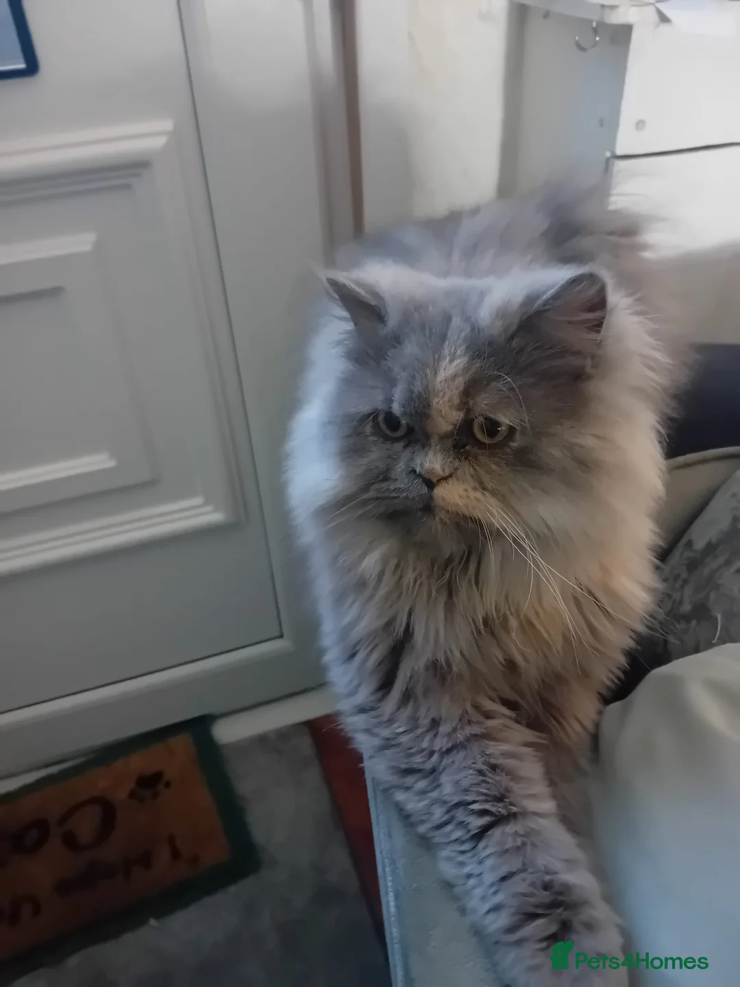 Persian cats for sale: Female Persian  - Advert 6