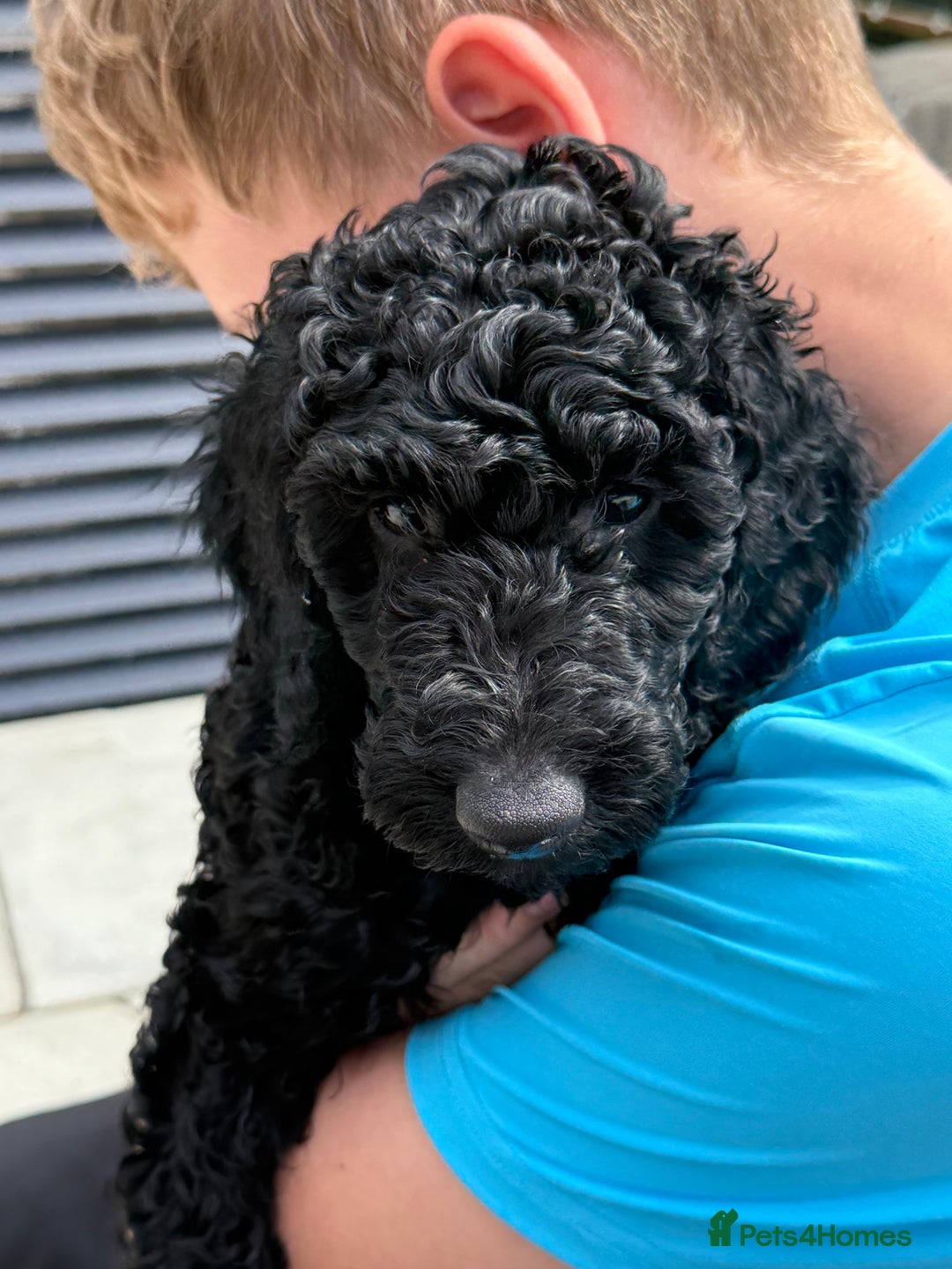 Labradoodle dogs for sale: Price reduced ready now Toy mini labradoodle f2bb  - Image 14