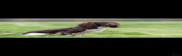 English Springer Spaniel dogs for sale: Fantastic ESS puppies  - Advert 3