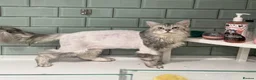 Maine Coon cats for sale: Sliver Tabby Male Maine coon - Advert 8