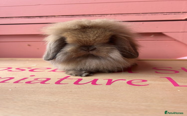 Mini Lop rabbits - Advert 2