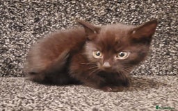 Mixed Breed cats for sale: 4 CUTE KITTENS FOR SALE! - Image 7