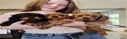 Cavalier King Charles Spaniel dogs for sale: Beautiful Cavalier King Charles Spaniel Puppies in Paignton - Advert 1