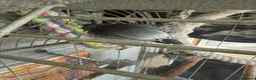 Parrots birds for sale: African grey  in Ryton - Advert 4