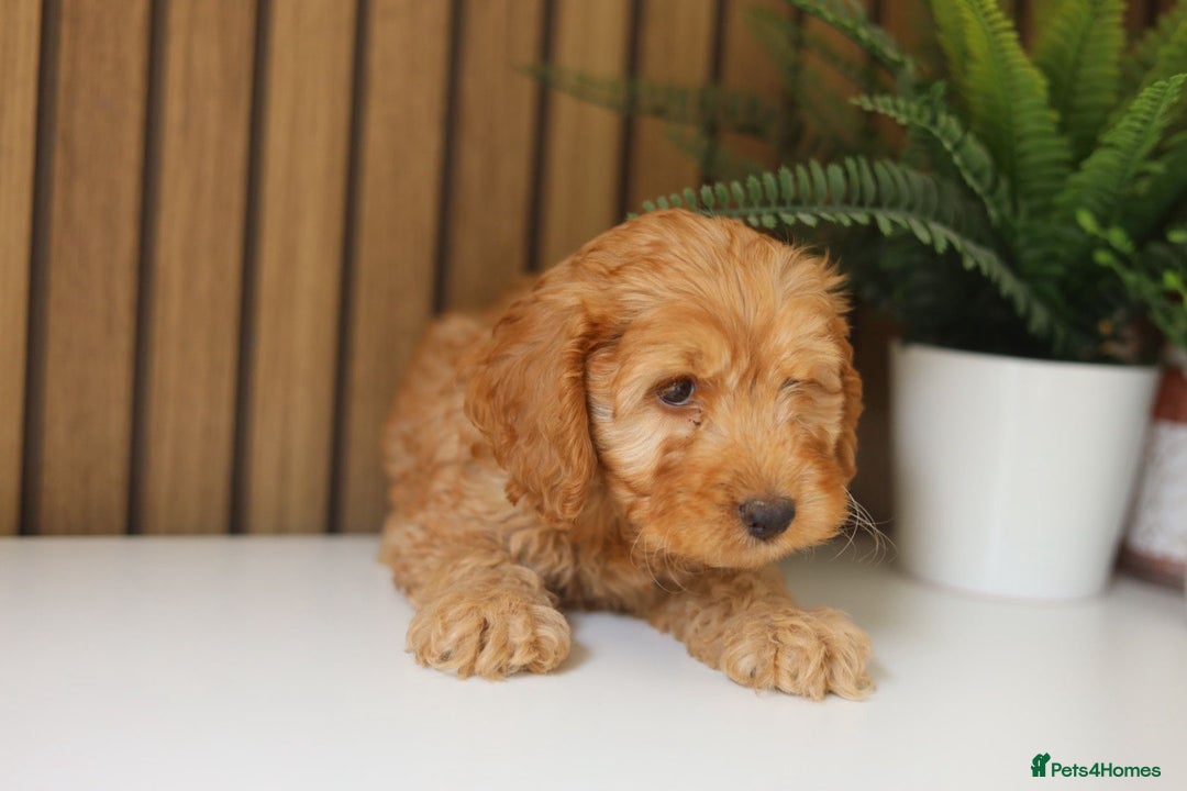 Cavapoo dogs for sale: Red & apricot health tested cavapoo puppies  - Image 11