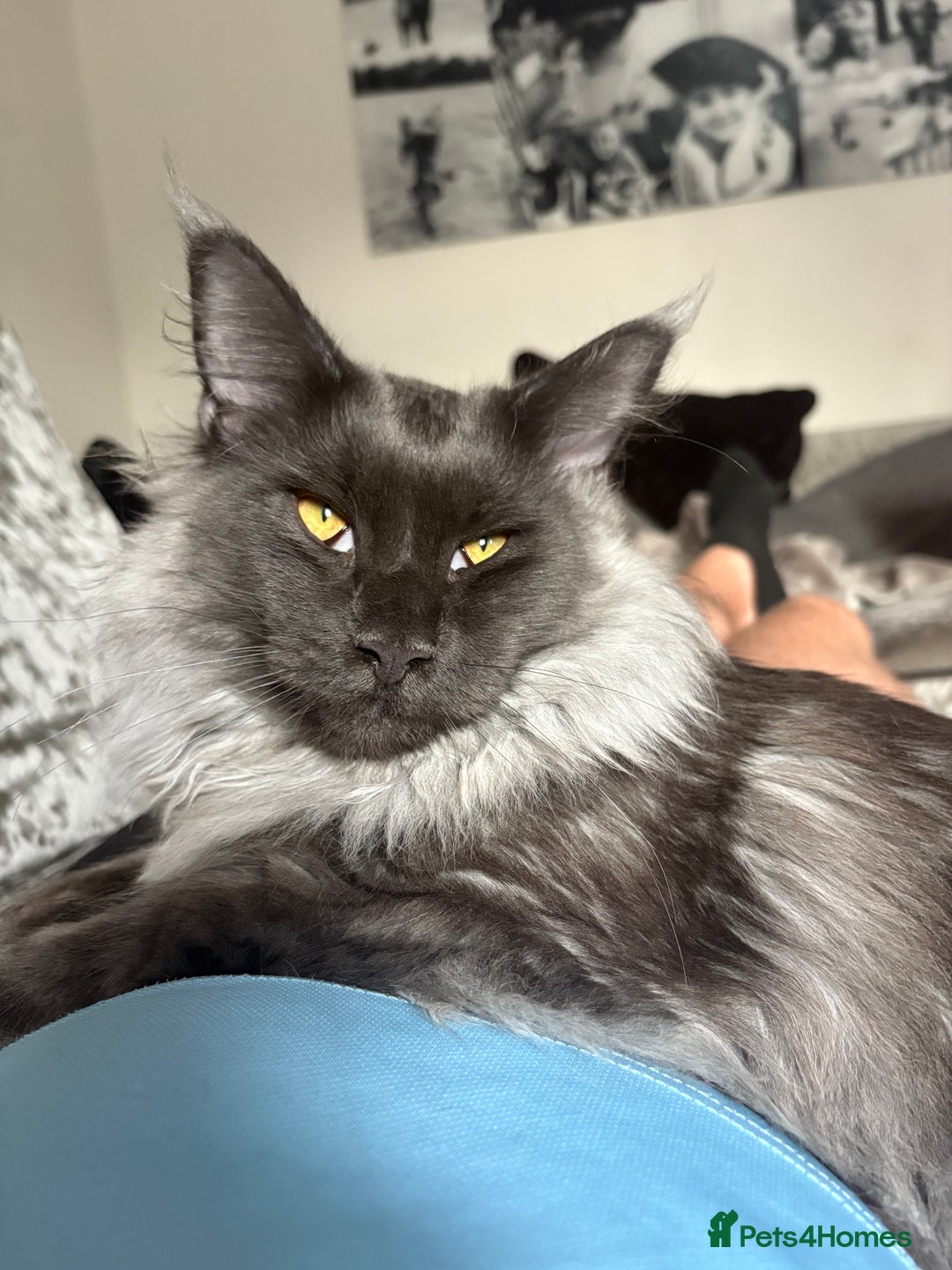 Maine Coon cats for sale: Beautiful Maine Coon Kittens Smoke & White  - Advert 2