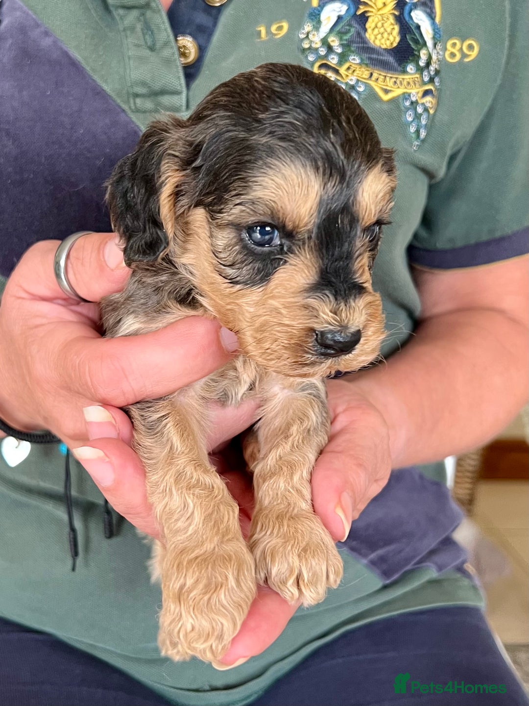 Cockapoo dogs for sale: Cockapoo puppies  - Image 16