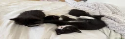 Mixed Breed cats for sale: Part Maine coone kittens  - Advert 3