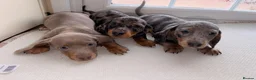 Dachshund dogs for sale: Dachshund  - Advert 7