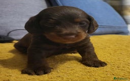 Mixed Breed dogs for sale: Dachschund x doxipoo puppies - Image 19