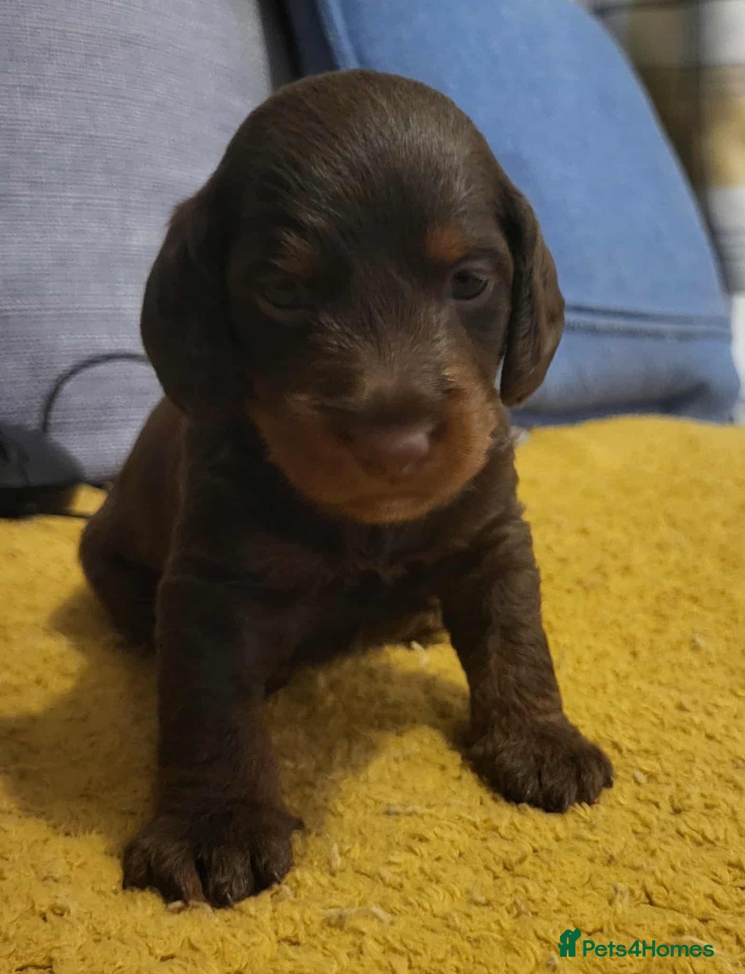 Mixed Breed dogs for sale: Dachschund x doxipoo puppies - Image 19