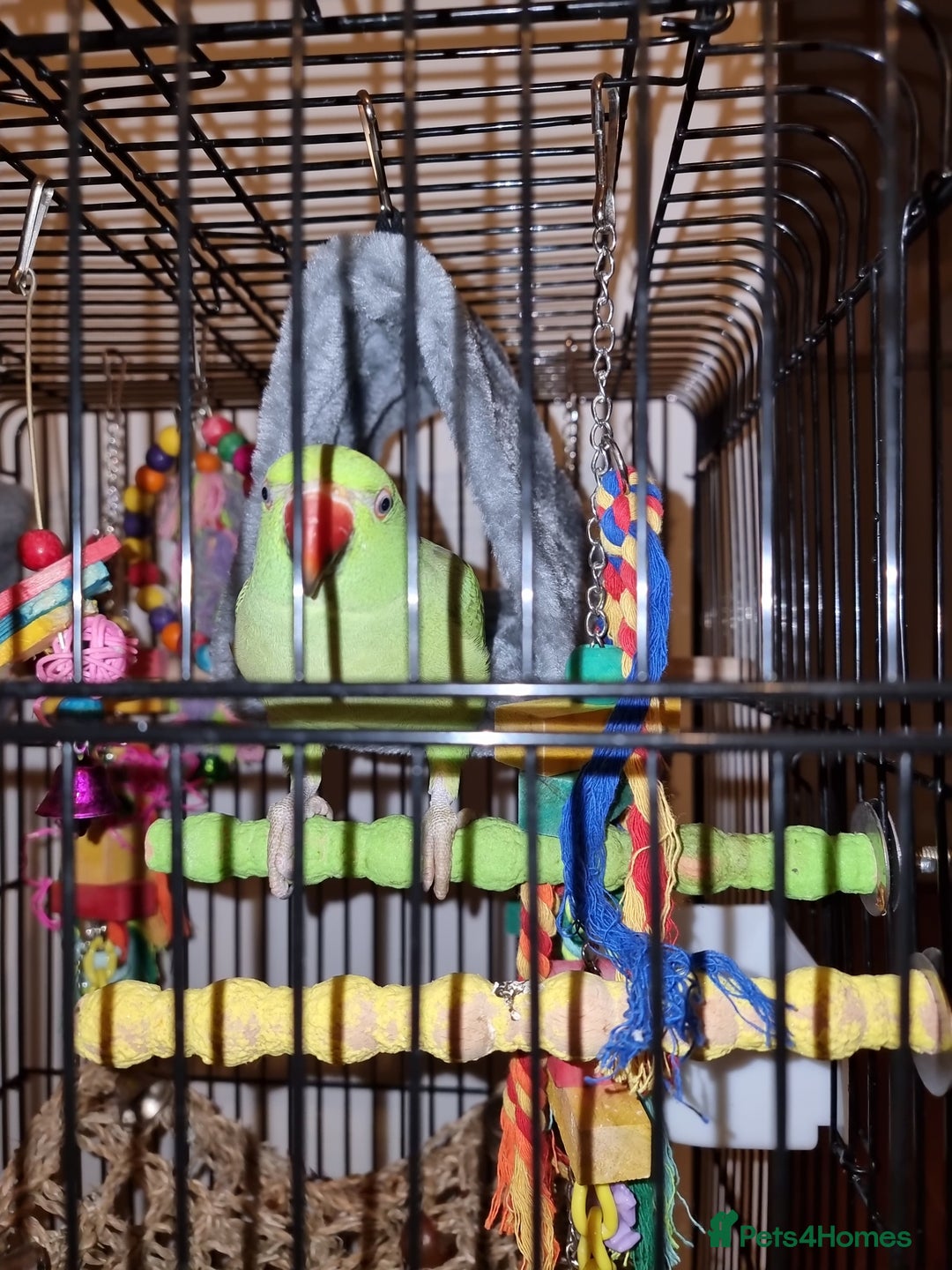 Parrots birds for sale: Indian Ringneck talking parrot + Cage + Toys - Advert 12