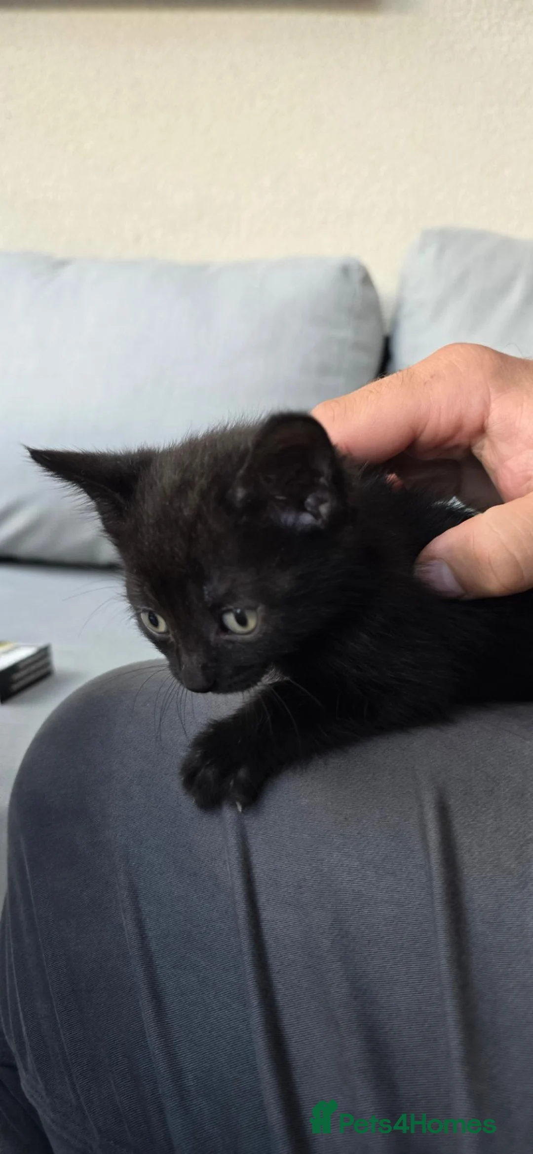 Mixed Breed cats for sale: 🐱 Beautiful Kittens for Sale – 3 Boys and 1 Girl! - Advert 2