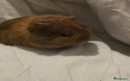 Guinea Pig rodents for sale: ✨ TWO MALE BABY GUINEA PIGS – READY NOW ✨ - Advert 5
