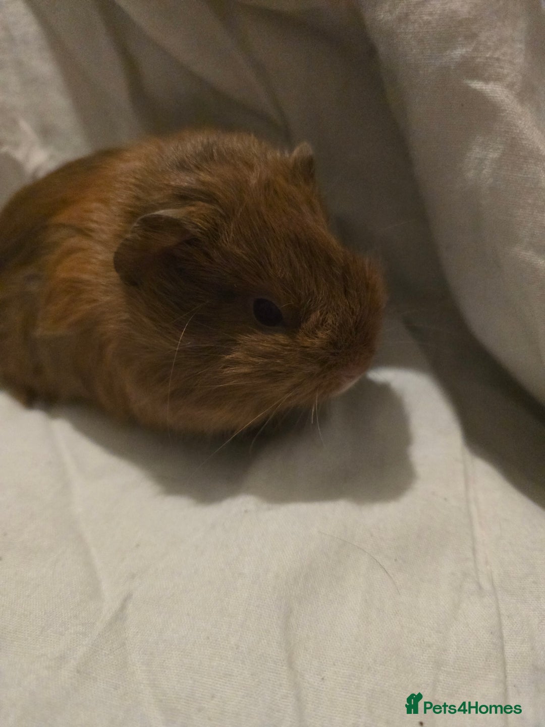 Guinea Pig rodents for sale: ✨ TWO MALE BABY GUINEA PIGS – READY NOW ✨ - Advert 5