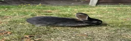 Dwarf Lop rabbits for sale: Beautiful Dwarf lop litter (Ready in one week)  in Bedford - Advert 9