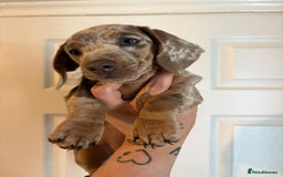 Miniature Dachshund dogs for sale: Miniature Isabella tan dapple/ blue and tan Girls - Image 6