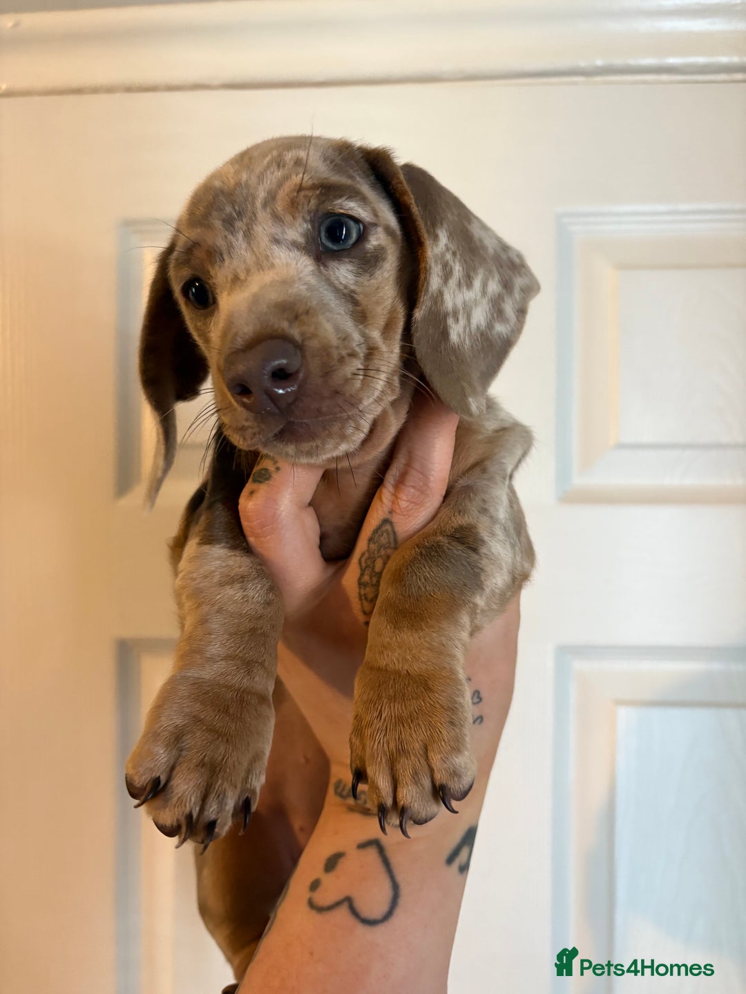 Miniature Dachshund dogs for sale: Miniature Isabella tan dapple/ blue and tan Girls - Image 6