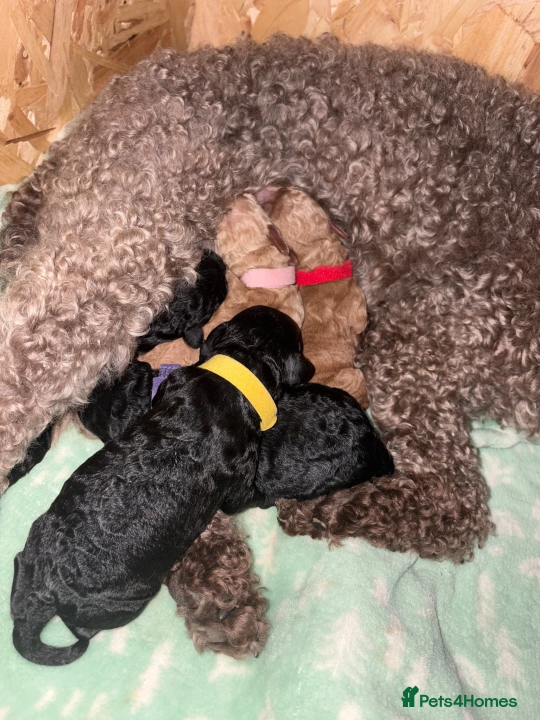 Cockapoo dogs for sale: F1BB Toy Cockapoos - Advert 2