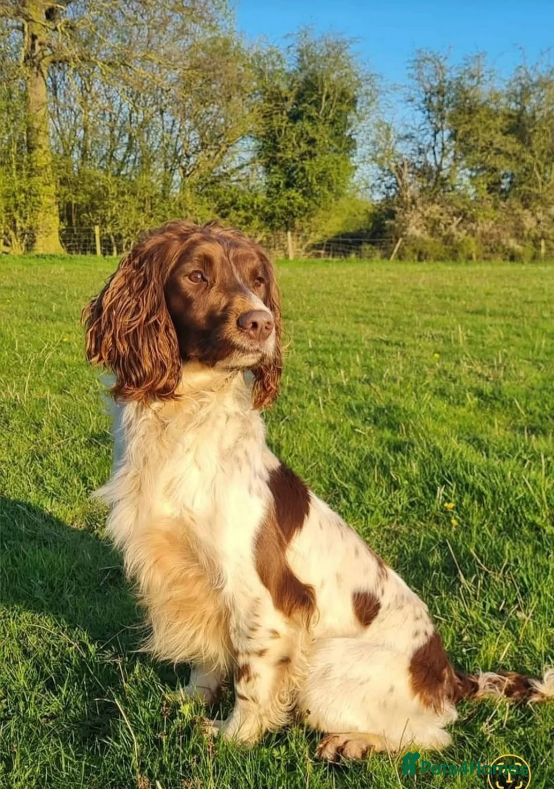 English Springer Spaniel dogs for sale: Ftch x Ftw ESS Pups - KC Reg - Advert 2