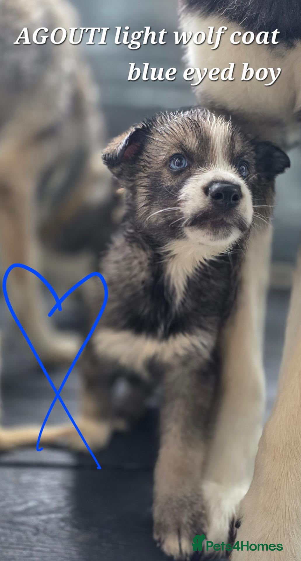 Siberian Husky dogs Pedigree Husky pups - Advert 2