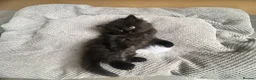 British Longhair cats for sale: Gorgeous baby girl ready NOW for a new home💕 - Advert 7