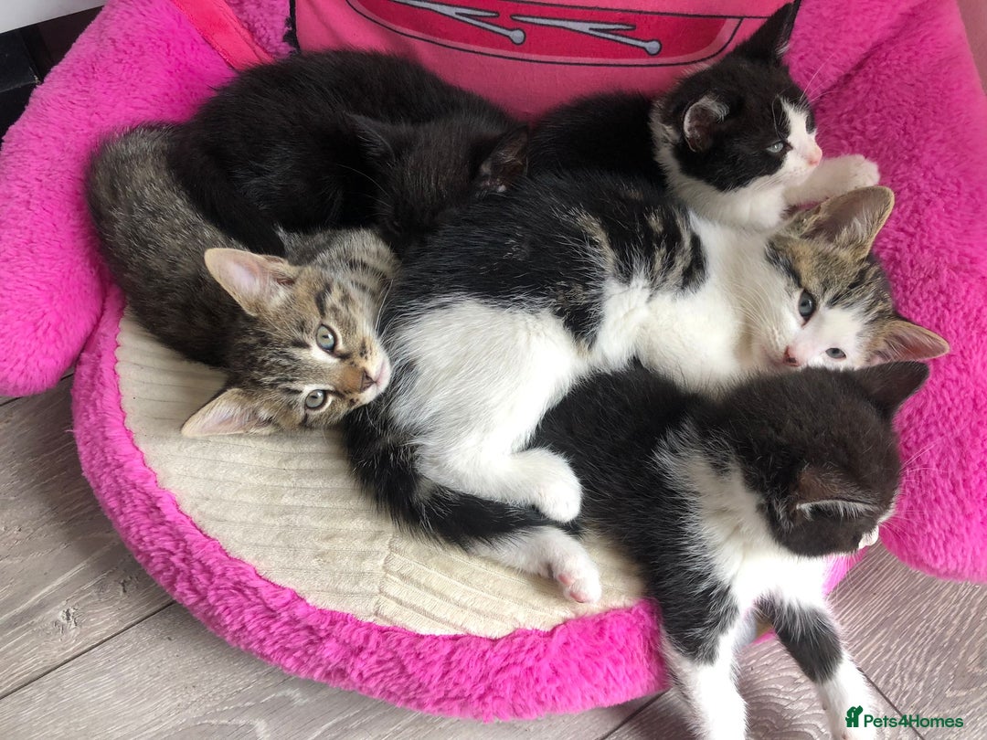 Mixed Breed cats for sale: Kittens for ready for new homes - Image 6