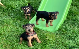 Lakeland Terrier dogs for sale: Lakeland Terrier pups for sale - Image 3
