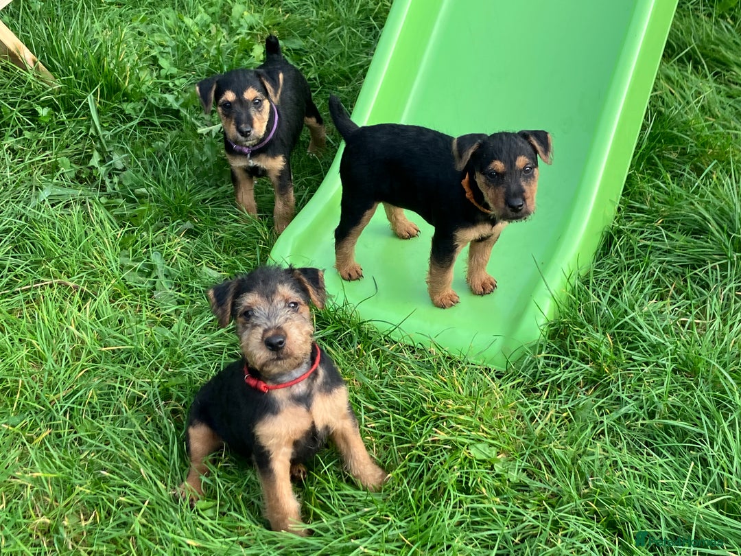 Lakeland Terrier dogs for sale: Lakeland Terrier pups for sale - Image 3