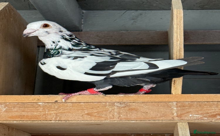Pigeons birds - Advert 1