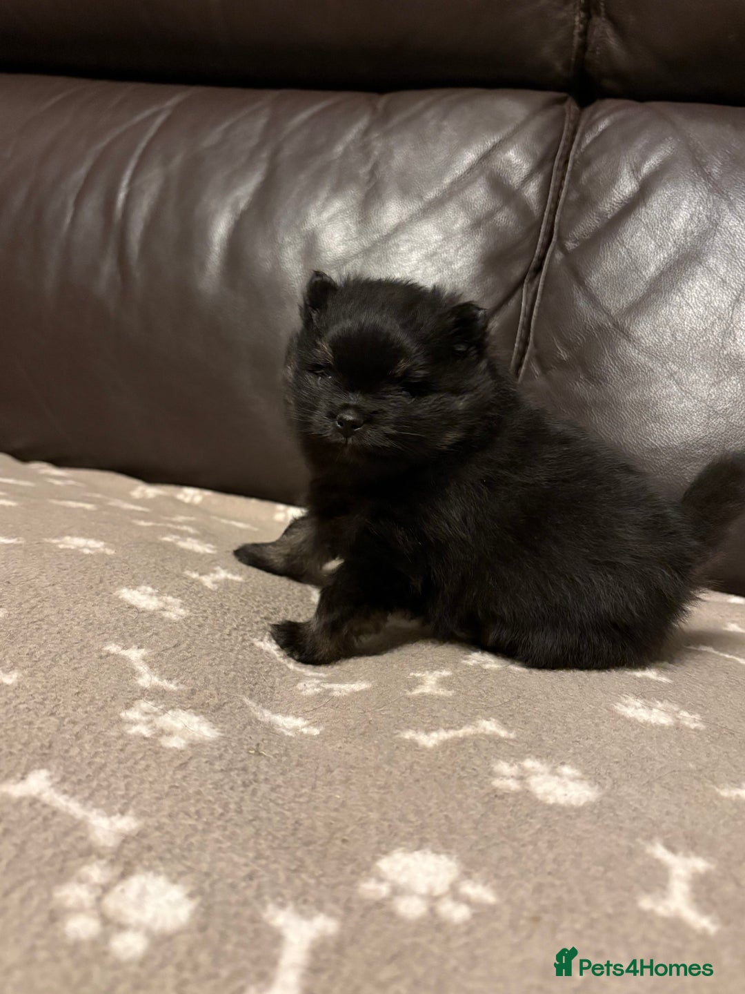 Pomeranian dogs for sale: Tiny Female Black Pomeranian Puppy  - Advert 6