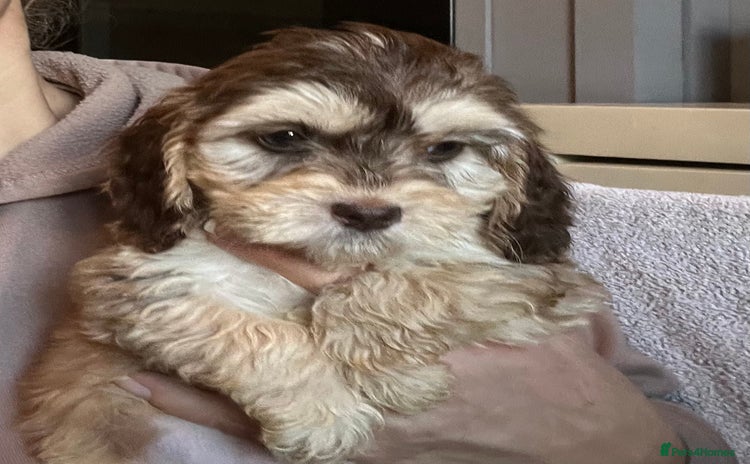 Cockapoo dogs 🩷READY TO LEAVE - Beautiful F1 Cockapoo pups  - Advert 16