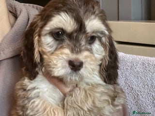Cockapoo dogs 🩷READY TO LEAVE - Beautiful F1 Cockapoo pups - Advert 14