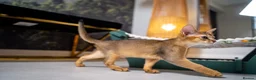 Abyssinian cats for sale: Caspian Boy - elegant, unique champion line🥇 - Advert 25