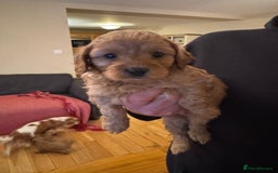 Cavapoo dogs for sale: Gorgeous F1 Cavapoo pups (1 male 1 female left)   - Image 8