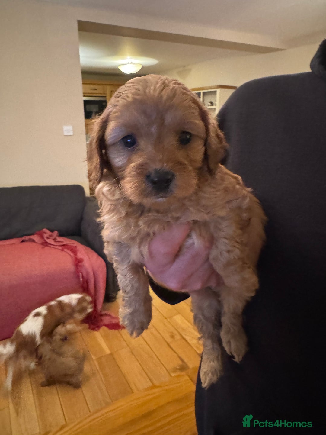 Cavapoo dogs for sale: Gorgeous F1 Cavapoo pups (1 male 1 female left)   - Image 8
