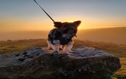Biewer Terrier dogs for stud: Purebred Pedigree Biewer Terrier Stud in Merthyr Tydfil - Image 18