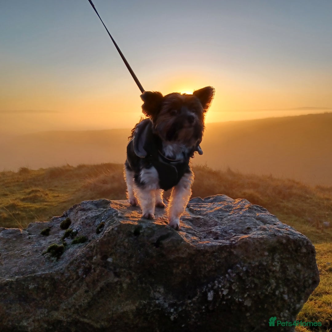 Biewer Terrier dogs for stud: Purebred Pedigree Biewer Terrier Stud in Merthyr Tydfil - Image 18