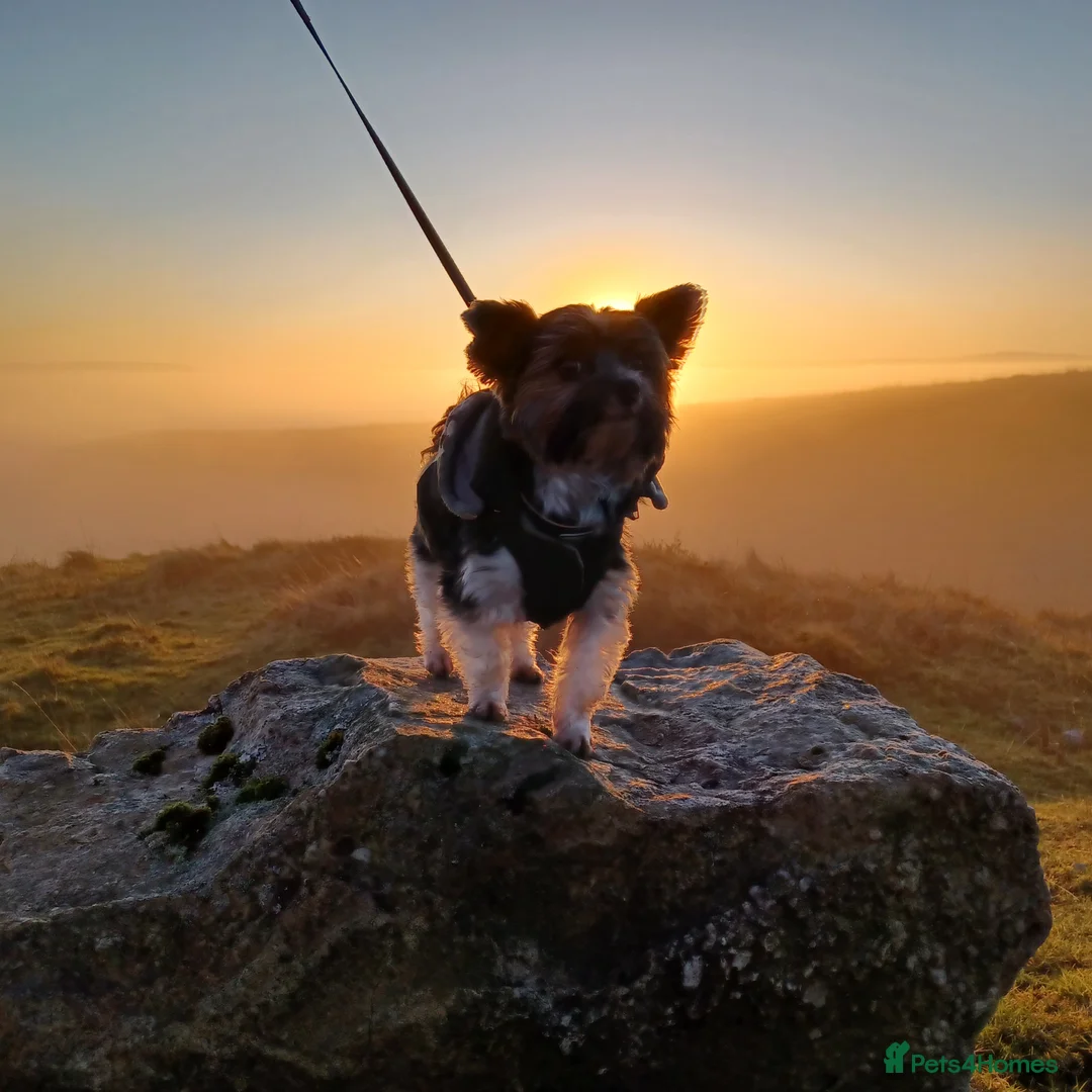 Biewer Terrier dogs for stud: Purebred Pedigree Biewer Terrier Stud in Merthyr Tydfil - Advert 18