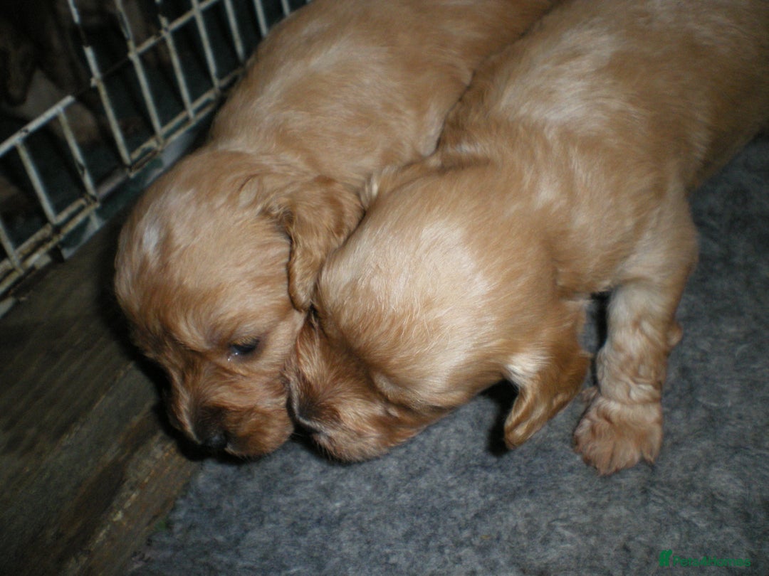 Cocker Spaniel dogs for sale: KC reg working cocker spaniel - Advert 2