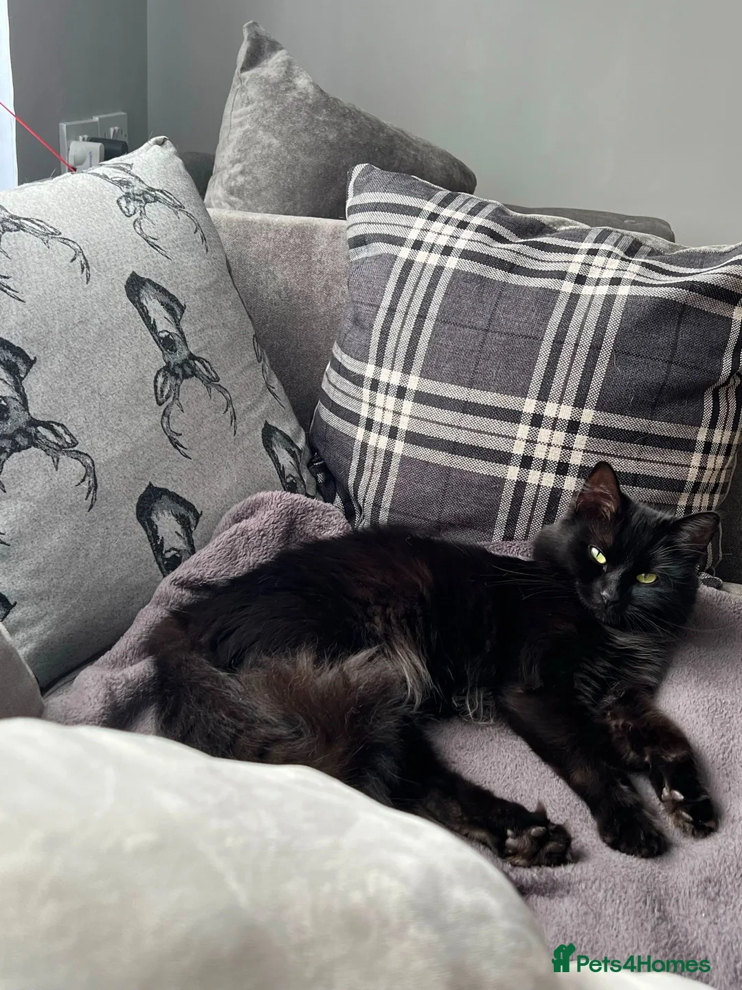 Mixed Breed cats for sale: Lovely kittens looking for a home in Hemel Hempstead - Advert 11
