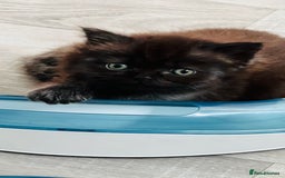 Persian cats for sale: Persian chinchilla kittens  - Image 7