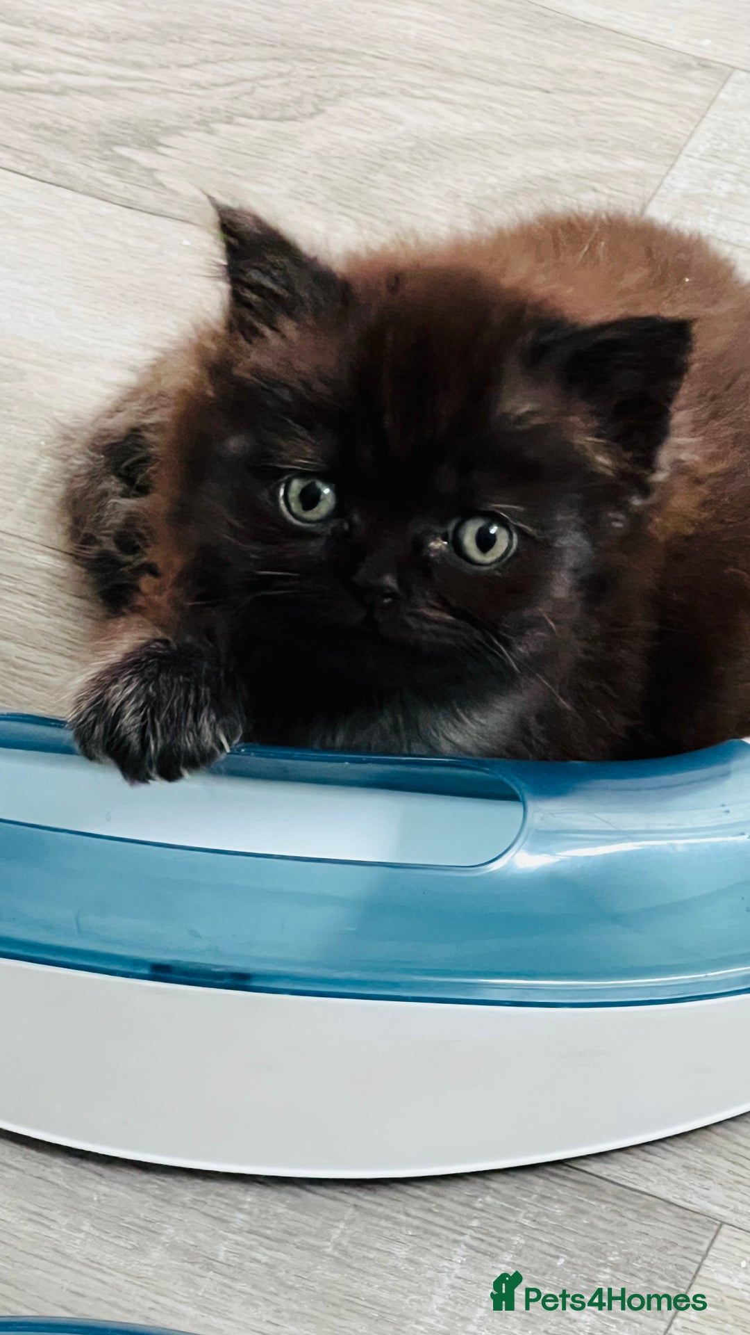 Persian cats for sale: Persian chinchilla kittens  - Image 7